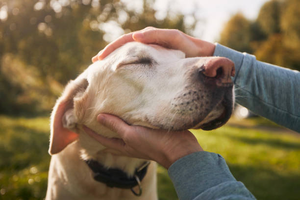 A dog resting calmly while its owner’s hands gently hold its head, conveying comfort and trust.