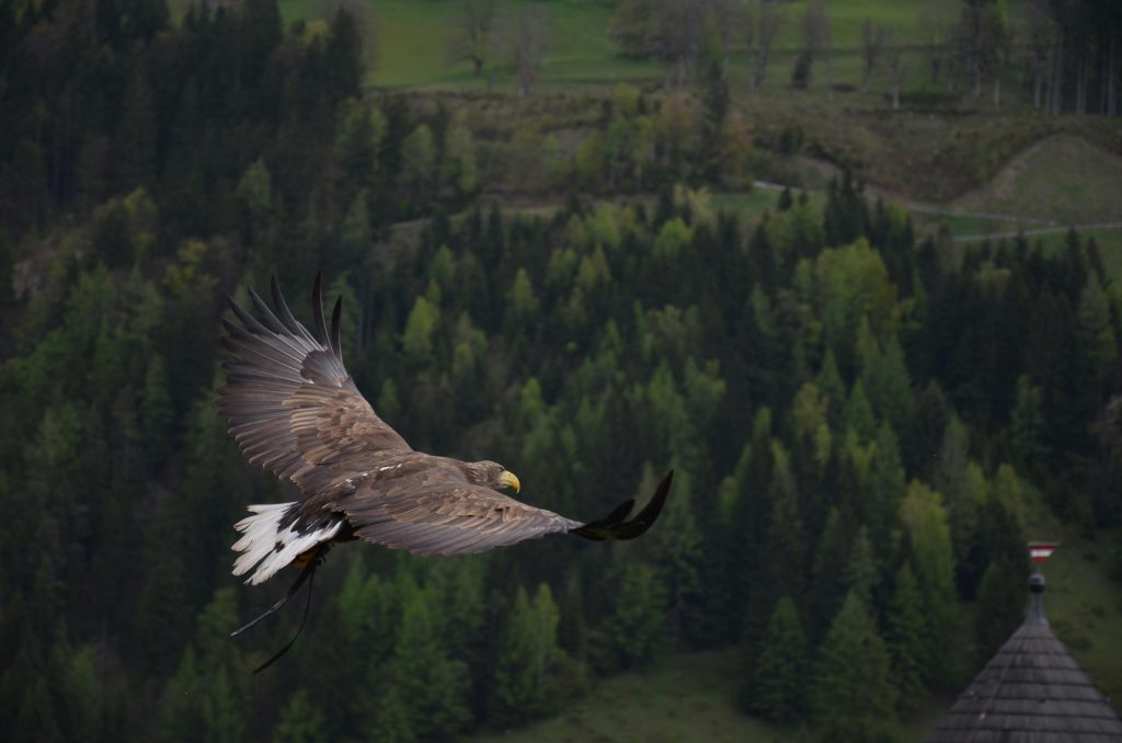 Eagle flying high over a forested landscape with wings fully extended, symbolizing perspective, nervous system regulation, and resilience
